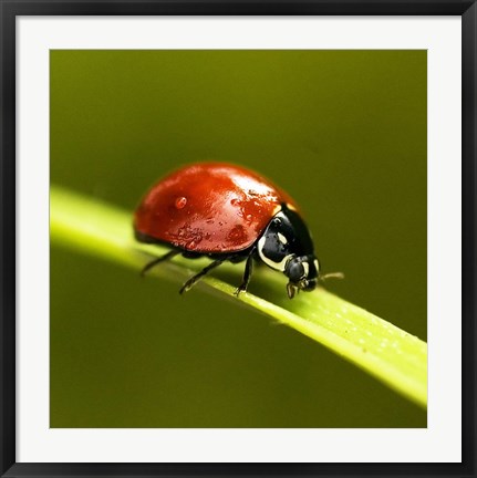 Framed Ladybug On Blade Of Grass Print