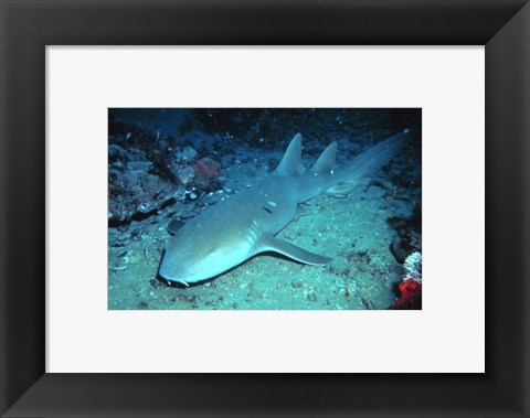 Framed Nurse Shark Print