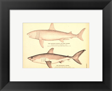 Framed Porbeagle Basking Shark Drawing Print