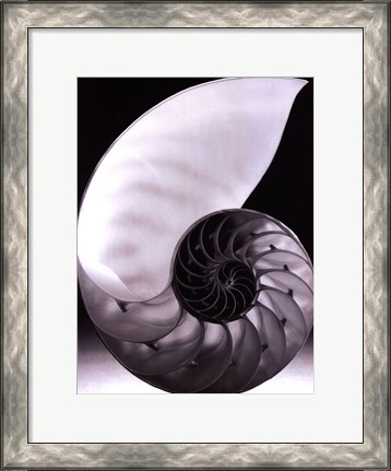 Framed Shell I Print