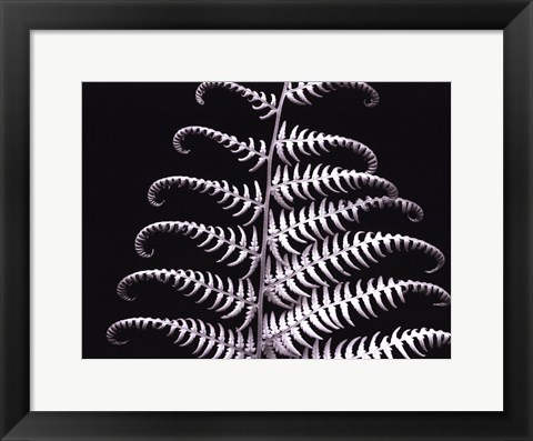 Framed Fern III Print