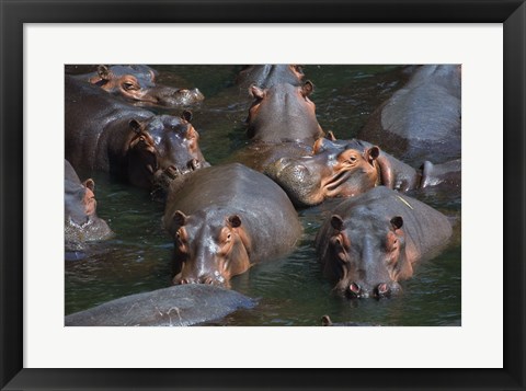 Framed Hippo Pod Print