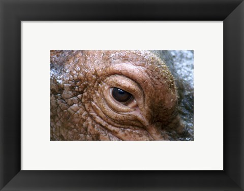 Framed Hippopotamus Eye Print