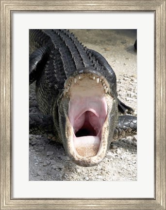 Framed Alligator Mississippiensis Yawn Print
