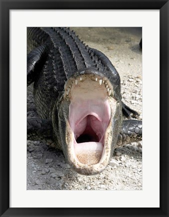 Framed Alligator Mississippiensis Yawn Print