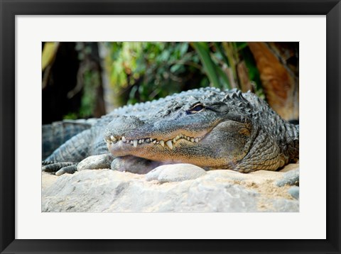 Framed Loro Parque Alligator Print