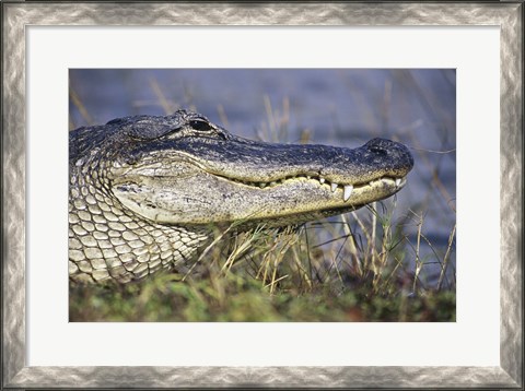 Framed Alligator - photo Print