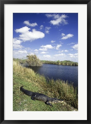 Framed High angle view of an alligator near a river, Everglades National Park, Florida, USA Print