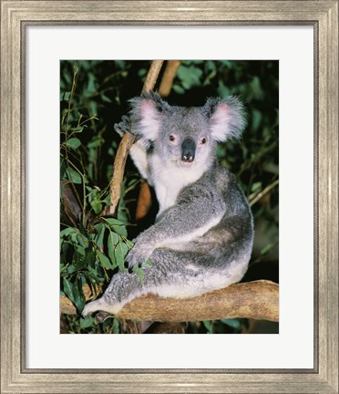 Framed Koala sitting on a tree branch, Lone Pine Sanctuary, Brisbane, Australia (Phascolarctos cinereus) Print