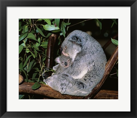 Framed Koala hugging its young, Lone Pine Sanctuary, Brisbane, Australia (Phascolarctos cinereus) Print
