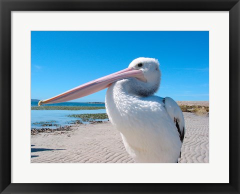 Framed Close-up of a pelican, Eyre Peninsula, Australia Print