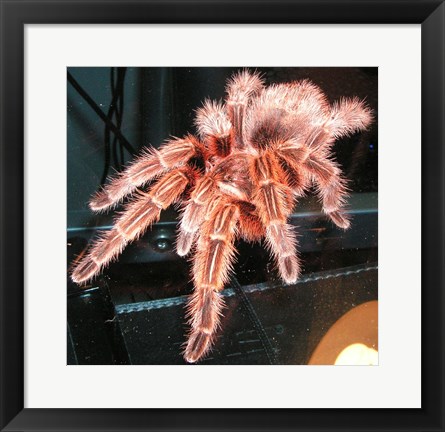 Framed Chilian Fire Hair Tarantula Print