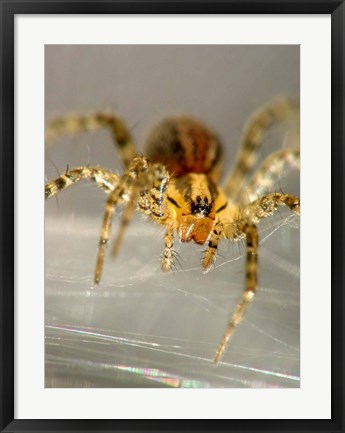 Framed Spider Spinning Web Print