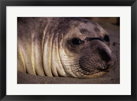 Framed Seal - close Print