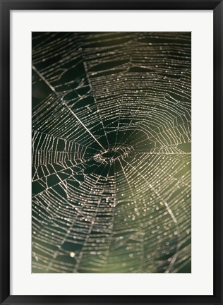 Framed Close-up of a spider&#39;s web Print