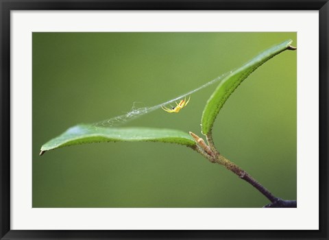Framed Spider Print