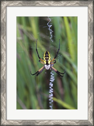 Framed Close-up of a Garden Spider Print