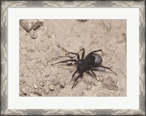 Framed High angle view of a Black Widow Spider Print