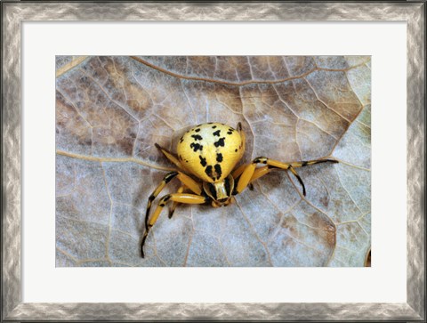 Framed Crab Spider Print