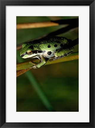 Framed Pacific Tree Frog Print