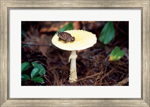 Framed Toad Print