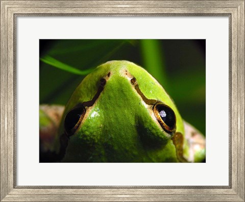 Framed Tree Frog Print