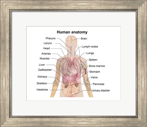 Framed Man shadow anatomy Print