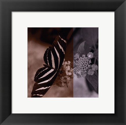 Framed Butterfly Study IV Print