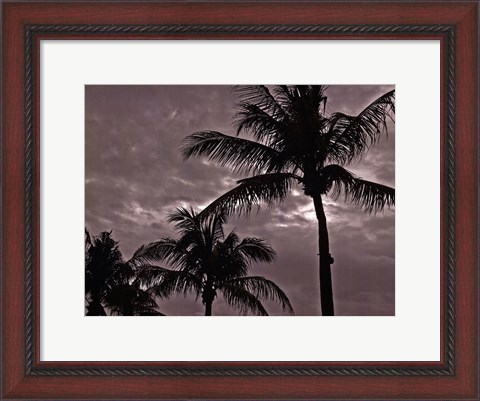 Framed Palms At Night IV Print