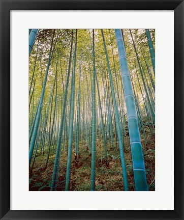 Framed Bamboo Forest, Sagano, Japan Print