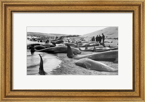 Framed Chase and capture of blackfish cape cod Print