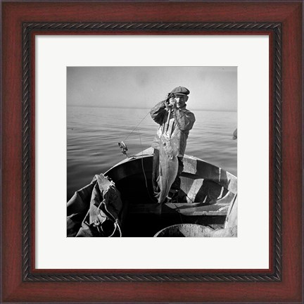 Framed Hauling in a cod aboard a Portuguese fishing dory off Cape Cod, Massachusetts Print