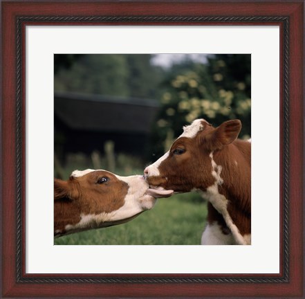 Framed Cow Kiss Print