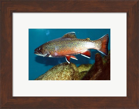 Framed Brook trout Print