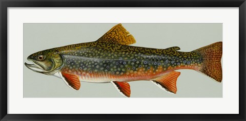 Framed Brook trout Print