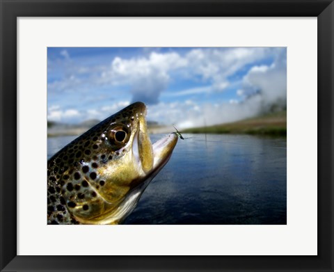 Framed Brown Trout and Soft Hackle Nymph Print