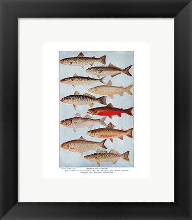 Framed Group of Fishes Print