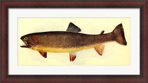 Framed Yellowstone cutthroat trout Print