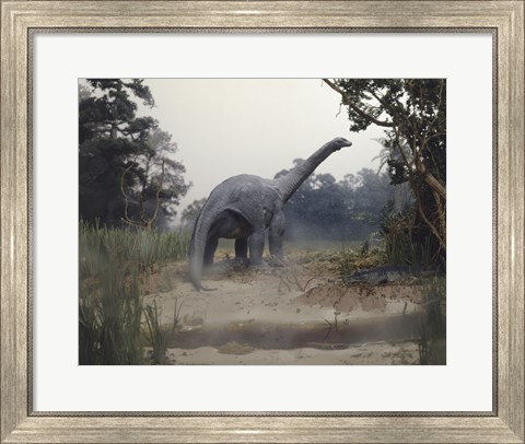 Framed Rear view of an alamosaurus walking in a forest Print