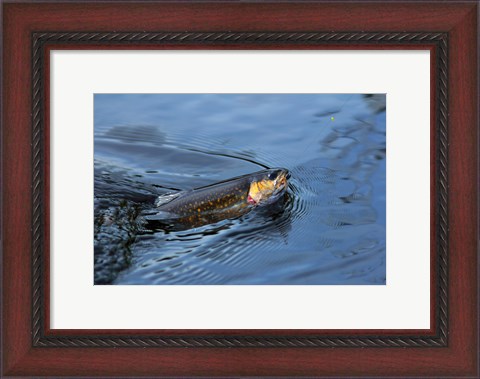 Framed Close-up of a Brook trout (Salvelinus fontinalis) on a fishing line Print