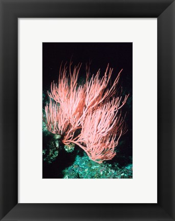 Framed Sea fan Print