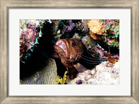Framed Close-up of a grouper fish hiding, Bonaire, Netherlands Antilles Print