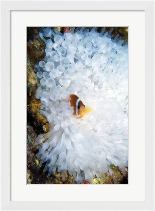 Framed High angle view of a clown fish hiding in a sea anemone, Nananu-i-Ra island, Fiji Print