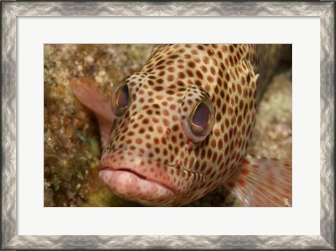 Framed Red Hind Fish Print