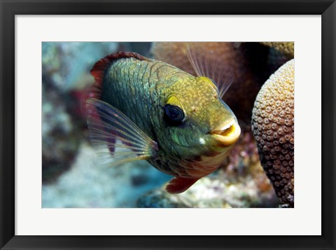 Framed Redband Parrotfish Print