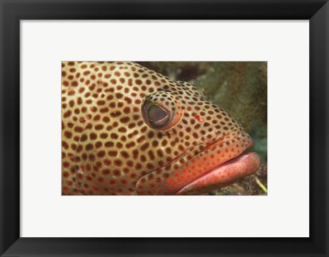 Framed Red Hind Fish up close Print