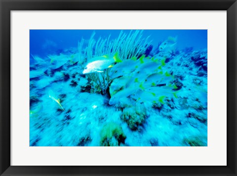 Framed School of French Grunts swimming underwater, Bonaire, Netherlands Antilles Print