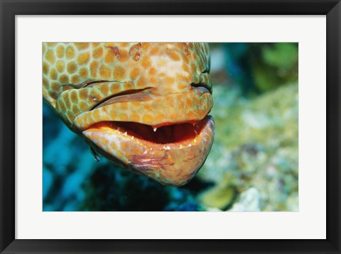 Framed Close-up of the mouth of a Juvenile Grouper, Belize Print