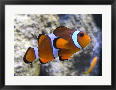 Framed Clown Fish Print
