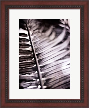 Framed Silvery Frond I Print